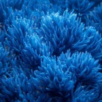 converted-japan blue algae.jpg