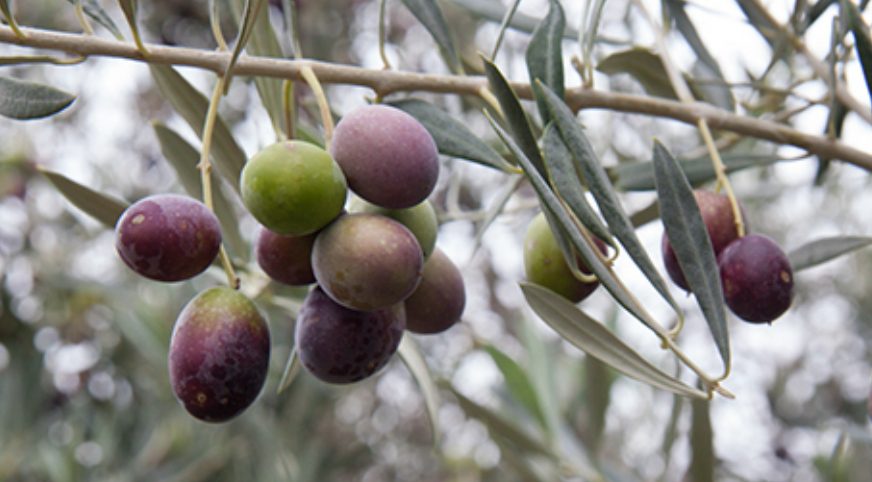 hojiblanca Black Olives